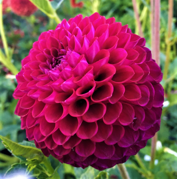 Dahlia Downham Royal